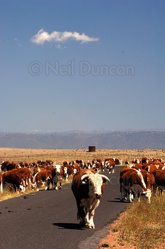 Neil Duncan: Agricultural Portfolio: 5a of 8