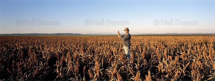 Neil Duncan: Agricultural Portfolio: 1 of 8
